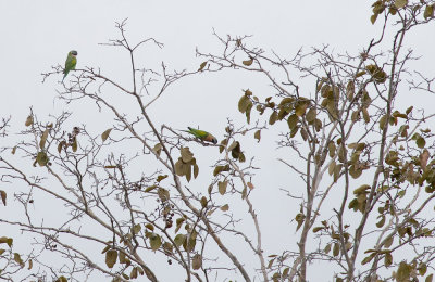 Red-breasted Parakeet 4934.jpg