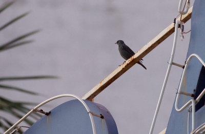 Blue Rock Thrush  4945.jpg