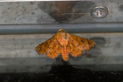 moth  4956.jpg
