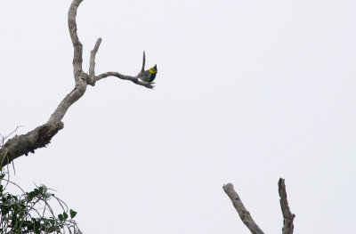 Yellow-cheeked Tit  5041.jpg