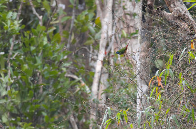 Pin-tailed Parrotfinch  5054.jpg