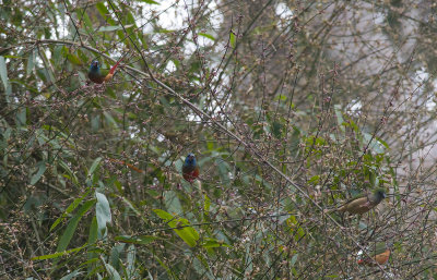 Pin-tailed Parrotfinch  5094.jpg