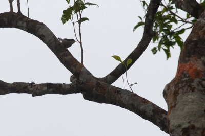 Yellow-billed Nuthatch  5145.jpg