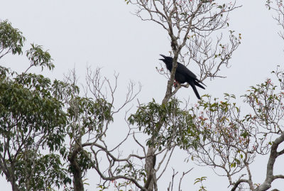 Large-billed Crow  5163.jpg