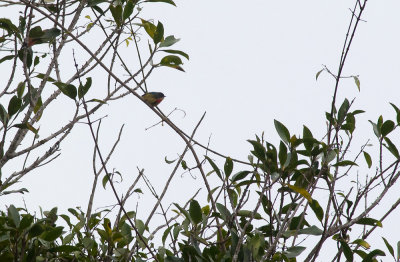 Fire-breasted Flowerpecker  5173.jpg