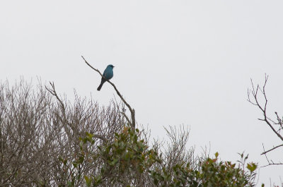 Verditer Flycatcher  5283.jpg