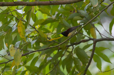 Black-throated Sunbird  5300.jpg