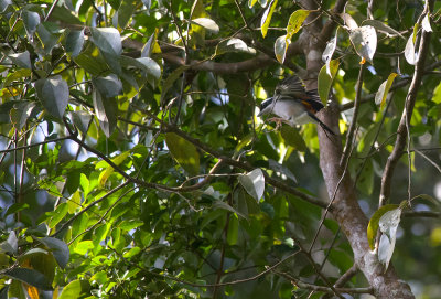 White-browed Shrike-babbler  5367.jpg