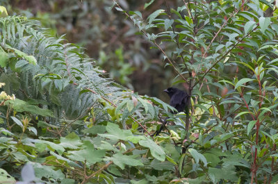 Ratchet-tailed Treepie  5430.jpg