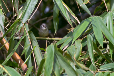 Mountain Fulvetta  5447.jpg