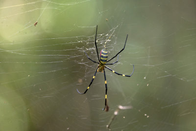 Nephila clavata  5494.jpg