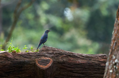 Blue Rock Thrush 5523.jpg