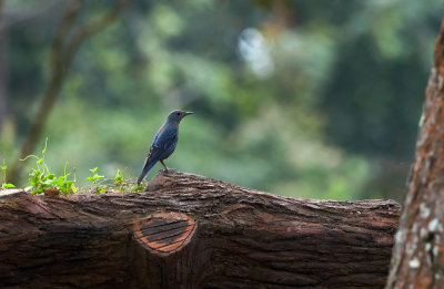 Blue Rock Thrush  5523.jpg