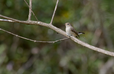 Taiga Flycatcher  5538.jpg