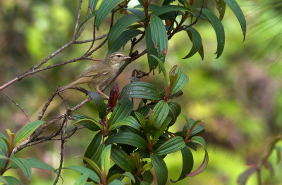 Radde's Warbler  5569.jpg