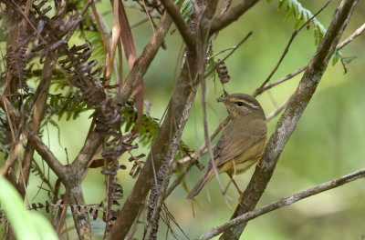 Radde's Warbler  5612.jpg