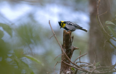 Yellow-cheeked Tit  5673.jpg