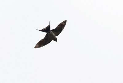 Striated Swallow  5750.jpg