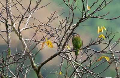 Red-vented Barbet  5784.jpg