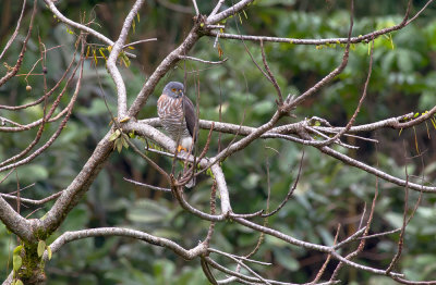 Crested Goshawk  5940.jpg