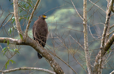 Crested Serpent Eagle  5959.jpg