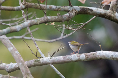 Common Tailorbird  6035.jpg