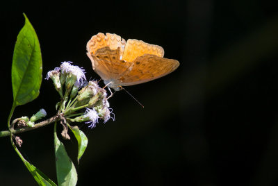 butterfly  6076.jpg