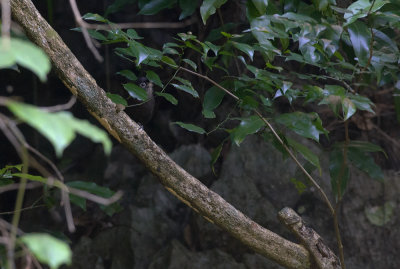 Sooty Babbler 6277.jpg
