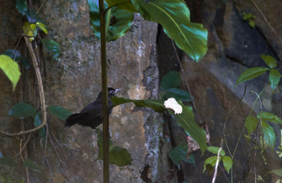 Sooty Babbler 6334.jpg