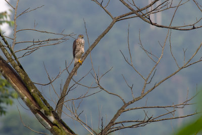 Crested Goshawk  6537.jpg