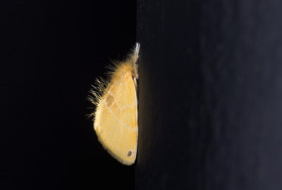 moth  6582.jpg