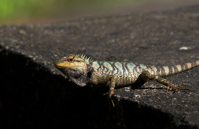 Lizards, snakes and frogs of Vietnam