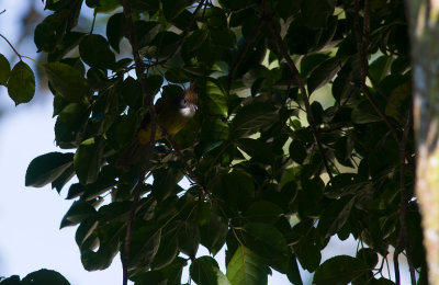 Puff-throated Bulbul  7091.jpg