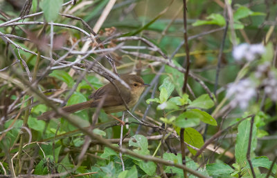 Plain Prinia  7657.jpg