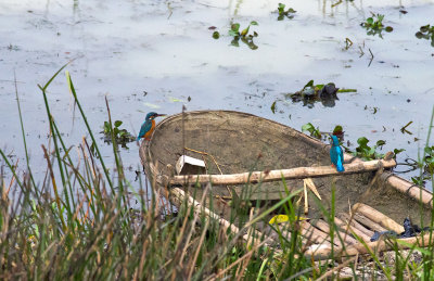 Common Kingfisher  7711.jpg