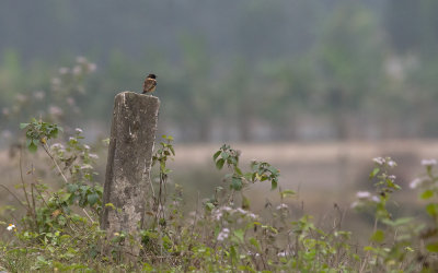 Siberian Stonechat  7716.jpg