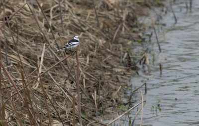 White Wagtail  7761.jpg