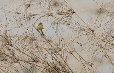 Plain Prinia  7777.jpg