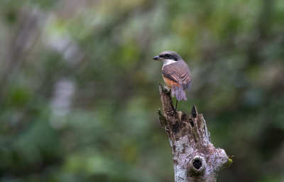 Grey-backed Shrike  7861.jpg