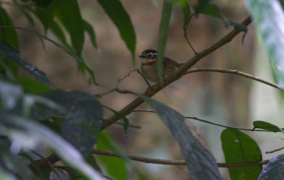 Rufous-throated Fulvetta  8091.jpg