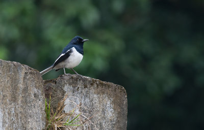 Oriental Magpie Robin  8231.jpg