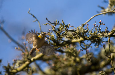 Firecrest  9371.jpg