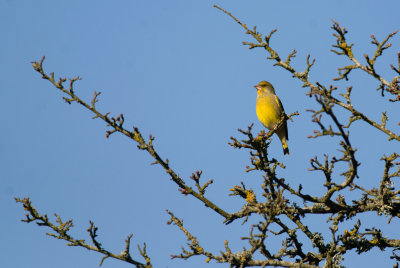 Greenfinch  9485.jpg