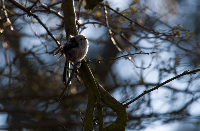 Long-tailed Tit