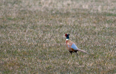 Pheasant