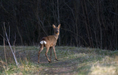 Capreolus capreolus   9601.jpg