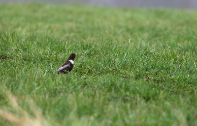 Ring Ouzel  9724.jpg