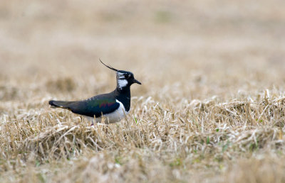 Lapwing  9704.jpg