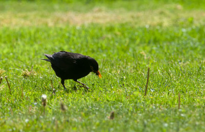 Common Blackbird