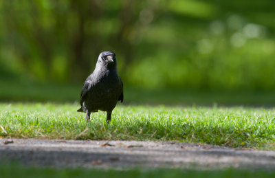 Jackdaw